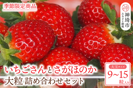 [先行受付 令和8年1月下旬より発送開始]いちごさん さがほのか 大玉いちごセット 9粒から15粒(約350g)[果物 いちご 苺 いちごさん さがほのか](H101101)
