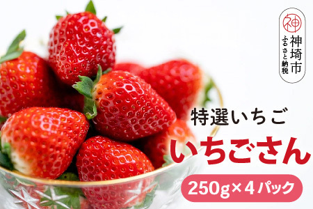 yst ߘa8N1{蔭JnzԌ I() 250g×4pbNy C`S uh ̂ fU[g XC[c t[c aP[L o^Cz(H101107
