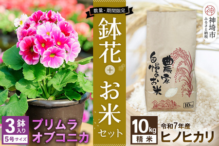 [先行受付]鉢花 プリムラ・オブコニカ5号鉢×3鉢+ヒノヒカリ10kgセット(H069123)