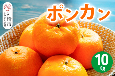 [2026年1月上旬より発送開始]ポンカン 10kg[みかん 柑橘 フルーツ デザート 貯蔵 高糖度](H116147)