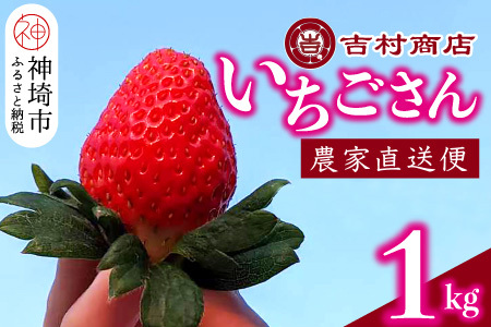 yߘa8N1{菇z 4pbN 1kgy C`S  ꌧ Â t[c ʕ Y j 蕨z(H098107)