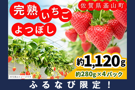 �y�ӂ�Ȃь���z�y�V�_��I�[�v���L�O�z�y��s��t 2026�N1����蔭���z�y�_�꒼���I�z��ڂ�(��280g×4P)�y�ӂ邳�Ɣ[�� ��R���Y ������ �C�`�S ���̂� ���n�� FN-Limited-PR�zK100012