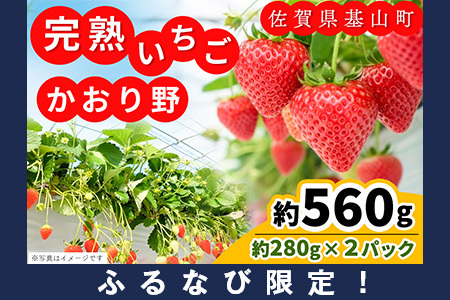 [ふるなび限定][新農場オープン記念][先行受付 2026年1月より発送][農場直送!]かおり野(約280g×2P)[ふるさと納税 基山町産 いちご イチゴ 朝採れ 完熟果 FN-Limited-PR]K100013
