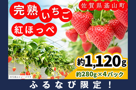 �y�ӂ�Ȃь���z�y�V�_��I�[�v���L�O�z�y��s��t 2026�N1����蔭���z�y�_�꒼���I�z�g�ق���(��280g×4P)�y�ӂ邳�Ɣ[�� ��R���Y ������ �C�`�S ���̂� ���n�� FN-Limited-PR�zK100016