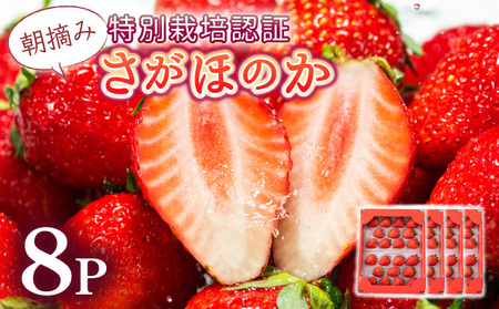 【先行予約】数量限定！あまい果汁溢れる！最高級品質”さがほのか” たっぷり1.9kg（235g×8p）