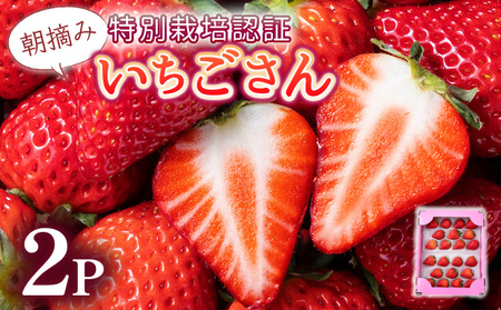 ys\zʌIꌧlCNo.1䕁hh 470gi235g×2pj