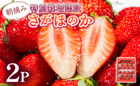 [先行予約]数量限定!あまい果汁溢れる!最高級品質"さがほのか" お試し470g(235g×2p)