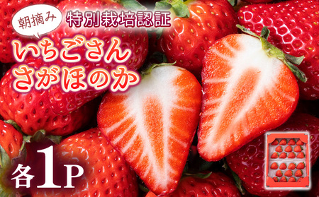 [先行予約]数量限定 いちごさん&さがほのか食べ比べセット ★贈り物にも最適★
