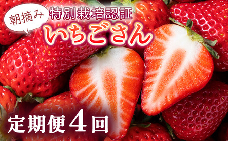 [先行予約]数量限定!佐賀県人気No.1苺"いちごさん" 4回定期便 (1回 235g×4p 約1kg)