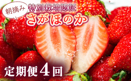 [先行予約]数量限定!あまい果汁溢れる!最高級品質"さがほのか" 4回定期便 (1回 235g×4p 約1kg)