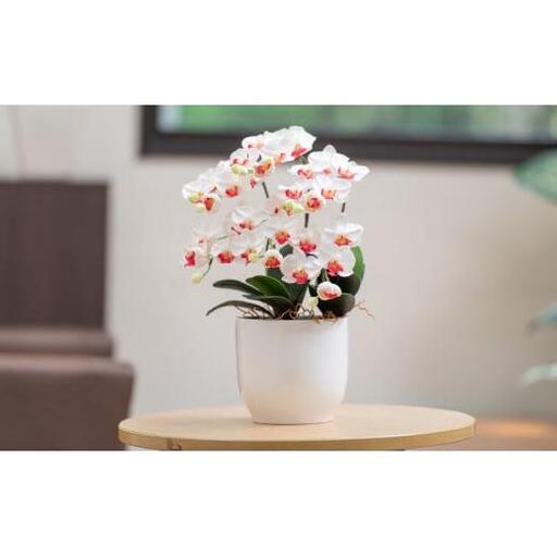 光触媒胡蝶蘭「円(まどか)」白赤