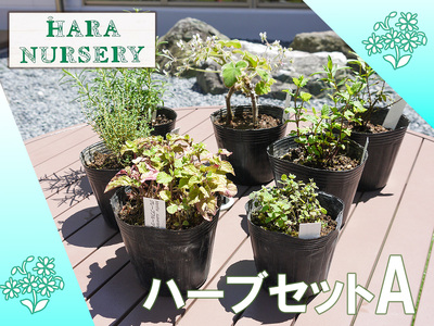 ハーブセットA 花 苗 植物 家庭菜園 花壇 プランター ガーデニング