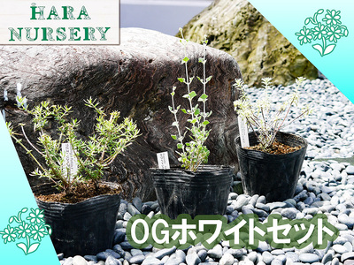 BS181_OGホワイトセット 花 苗 植物 家庭菜園 花壇 プランター ガーデニング