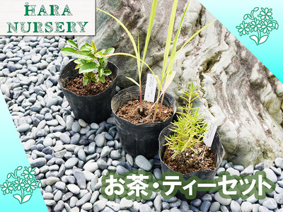 BS182_お茶・ティーセット 花 苗 植物 家庭菜園 花壇 プランター ガーデニング