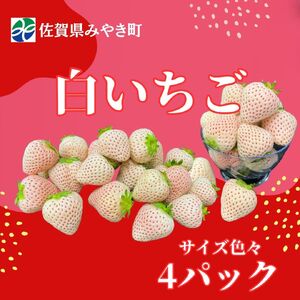 [2026年12月〜4月発送]白いちごサイズ色々4パック