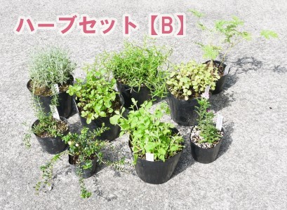 クランベリー苗 検索結果 ふるさと納税サイト ふるなび