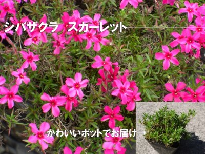 シバザクラ スカーレット10個 花 苗 植物 家庭菜園 花壇 プランター ガーデニング 芝桜