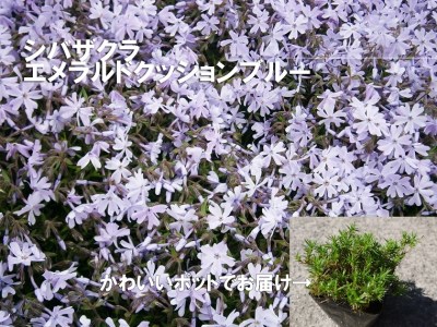 シバザクラ エメラルドクッションブルー10個 花 苗 植物 家庭菜園 花壇 プランター ガーデニング 芝桜