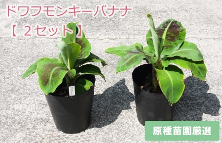 花壇の返礼品 検索結果 | ふるさと納税サイト「ふるなび」