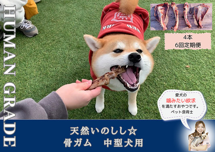 FB176_中型犬向け☆天然いのししの骨ガム4本（300～400g）【定期便】全6回