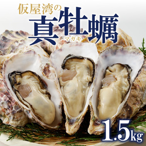 仮屋湾の真牡蠣 1.5kg【殻付き】（12月配送）【D010-12】