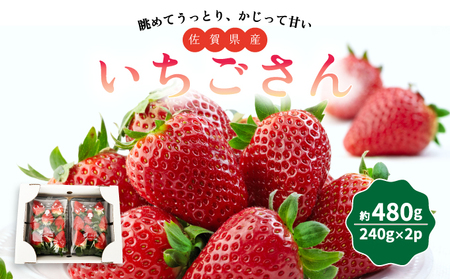 佐賀県産いちご「いちごさん」480g (240g×2P)