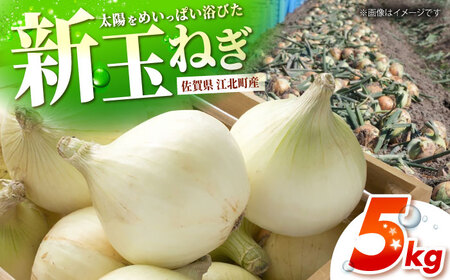 [先行予約] 新玉ねぎ 5kg [吉祥]