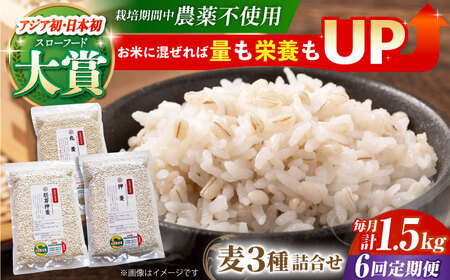 yS6ցzl500g×3iME艟EۃMjy_z HAJ032