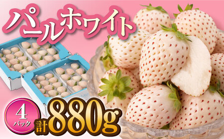 [先行予約][希少白いちご]「パールホワイト」220g×4p / いちご イチゴ 苺 いちご イチゴ いちご いちご いちご 