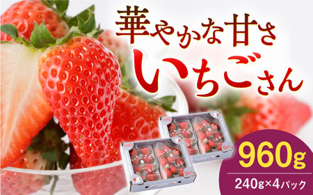 ys\z 240g×4pbN /  [IBJ011]