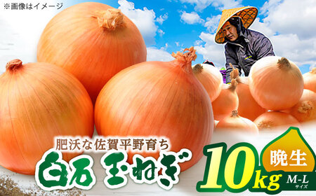 玉ねぎ 10kg / 玉ねぎ 