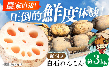 Dt񂱂 3kg y_z[IDK002]