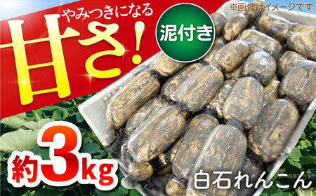 【先行予約】やみつきになる甘さ！ 松尾青果のこだわり白石れんこん 約3kg【松尾青果】 /新鮮なれんこんを産地直送！ れんこん 蓮根 レンコン 佐賀県産 白石町産れんこん 泥付きれんこん れんこん 蓮根 レンコン シャキシャキ ホクホク 甘いれんこん おでん きんぴら れんこん 蓮根 レンコン 煮物 天ぷら れんこん 蓮根 レンコン 保存 れんこん 蓮根 レンコン [IBD001]