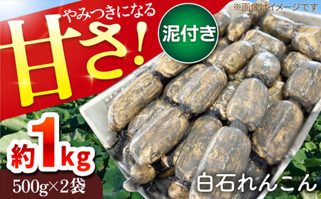 やみつきになる甘さ！ 松尾青果のこだわり白石れんこん 約1kg（500g×2袋）【松尾青果】 /新鮮なれんこんを産地直送！ れんこん 蓮根 レンコン 佐賀県産 白石町産れんこん 泥付きれんこん れんこん 蓮根 レンコン シャキシャキ ホクホク 甘いれんこん おでん きんぴら れんこん 蓮根 レンコン 煮物 天ぷら れんこん 蓮根 レンコン 保存 れんこん 蓮根 レンコン [IBD002]