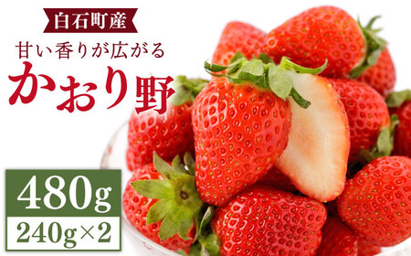 [先行予約]甘い香りが広がる かおり野 240g×2パック / いちご 苺 イチゴ ブランド果物 白石町産 佐賀産 かおりの 九州 