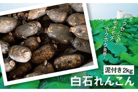 【先行予約】産地直送！白石れんこん（泥付き）2kg【有限会社白石開発】れんこん 蓮根 レンコン 泥付き 佐賀県産 白石町産 野菜 根菜 おでん きんぴら 煮物 天ぷら [IBN001]