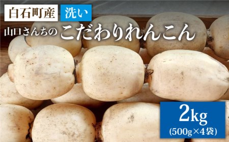 【農家直送！】洗いれんこん 約2kg（500g×4袋）山口さんちの贈り物【y'scompany】/佐賀 白石れんこん 夏はシャキシャキ 冬はホクホクれんこん おでん きんぴら 煮物 天ぷら レンコン 蓮根 [IAS003]