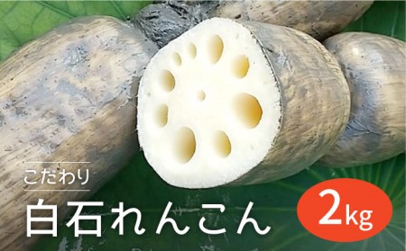 農家直送！こだわり白石れんこん 約2kg【れんこんの家やました】 /新鮮なれんこんを産地直送！ れんこん 蓮根 レンコン 佐賀県産 白石町産れんこん 泥付きれんこん れんこん 蓮根 レンコン シャキシャキ ホクホク 甘いれんこん おでん きんぴら れんこん 蓮根 レンコン 煮物 天ぷら れんこん 蓮根 レンコン 保存 れんこん 蓮根 レンコン [IAW002]