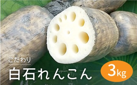 農家直送！こだわり白石れんこん 約3kg【れんこんの家やました】 /新鮮なれんこんを産地直送！ れんこん 蓮根 レンコン 佐賀県産 白石町産れんこん 泥付きれんこん れんこん 蓮根 レンコン シャキシャキ ホクホク 甘いれんこん おでん きんぴら れんこん 蓮根 レンコン 煮物 天ぷら れんこん 蓮根 レンコン 保存 れんこん 蓮根 レンコン [IAW006]