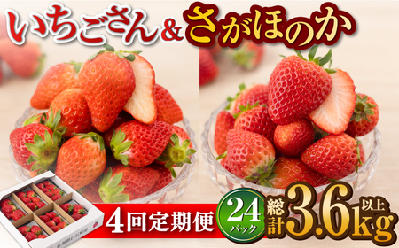 【先行予約】【4回定期便】白石産赤いちご 人気2種定期便（さがほのか＆いちごさん）約150g×6パック/回（総計3.6kg以上）【道の駅しろいしカンパニー】/いちご イチゴ 苺 ブランドいちご 赤いちご 佐賀県産 白石町産 [IAA033]