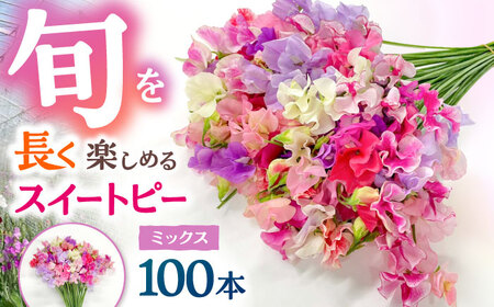 【R7年度12月以降発送】スイートピー 花束 100本（ミックス） / 生花 [IBW004]
