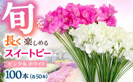 【R7年度12月以降発送】スイートピー 花束 100本（ピンク＆ホワイト） / 生花 [IBW005]