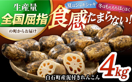 おいしいれんこんを産地直送！ 白石町産 泥付きれんこん（4kg）/れんこん 佐賀 白石れんこん 泥付きれんこん シャキシャキれんこん ホクホクれんこん 高品質のれんこん おでん きんぴら 煮物 天ぷら 【佐賀県農業協同組合】[IAK015]