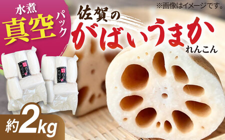 【お手軽調理！】白石町産 水煮れんこん 計約2kg（真空パック） / れんこん レンコン 蓮根 れんこん レンコン れんこん れんこん れんこん [IBN007]