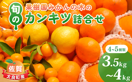 果樹園みかんの木の旬のカンキツ詰合せ　約3.5ｋｇ～４ｋｇ 4～5種類 みかん 詰め合わせ 柑橘類 柑橘 いよかん ポンカン みかん フルーツ くだもの 果物 佐賀県 太良町 M103