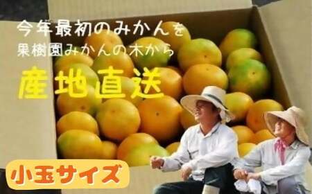 果樹園みかんの木の早熟早生みかん小玉サイズ 約5kg 温州みかん 早生温州みかん 国産みかん 小玉みかん 佐賀県 太良町