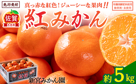 新宮みかん園 紅みかん 5kg みかん ミカン 蜜柑 柑橘 果物 フルーツ 人気 新鮮 先行予約 数量限定 温州みかん 完熟みかん 甘熟 国産 佐賀県 太良町 こだわり 産地直送 詰め合わせ