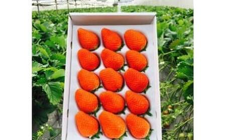 太良町産「かおりの」化粧箱1箱 生産者直送!朝採り苺! 太良町 かおりの 国産 佐賀県産 太良町産 いちご 苺 イチゴ 1箱 約450g 朝採り 化粧箱入り 果肉がジューシー 糖度高め 葉隠工房 レトロカフェ