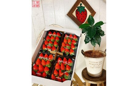太良町産「かおりの」ソフトパック4P 生産者直送!朝採り苺! 太良町 かおりの 国産 佐賀県産 太良町産 いちご 苺 イチゴ 甘い 約270g × 4パック 朝採り 果肉がジューシー 糖度高め 葉隠工房 レトロカフェ