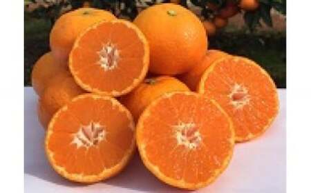 山本農園の紅みかん 3kg みかん ミカン 蜜柑 たらみかん 太良みかん 温州みかん 紅みかん 完熟みかん 甘熟 柑橘 国産 佐賀県産 太良町 こだわり 有機栽培 産地直送 贈答品 詰め合わせ 極甘